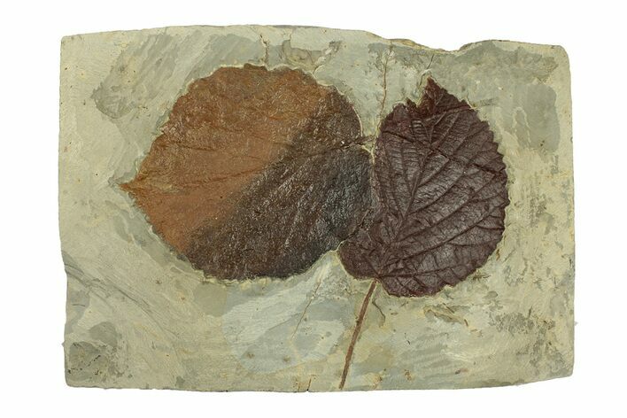 Plate with Two Fossil Leaves (Two Species) - Montana #269321